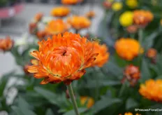 Een bijzonder bloempje, deze Xerochrysum bracteatum – Granvia ‘Red Orange Flame’. Het is een zogenaamde droogbloem (met bloemblaadjes ‘als van papier’). Er komen verschillende nieuwe kleuren aan, nu het gelukt is de plant zo te veredelen dat deze harde en natuurlijk-gedrongen stelen produceert.